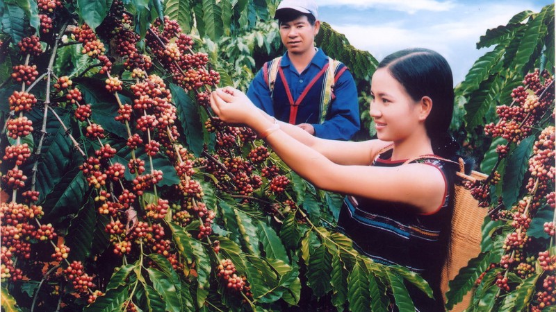 Các loại cà phê phổ biến ở Việt Nam