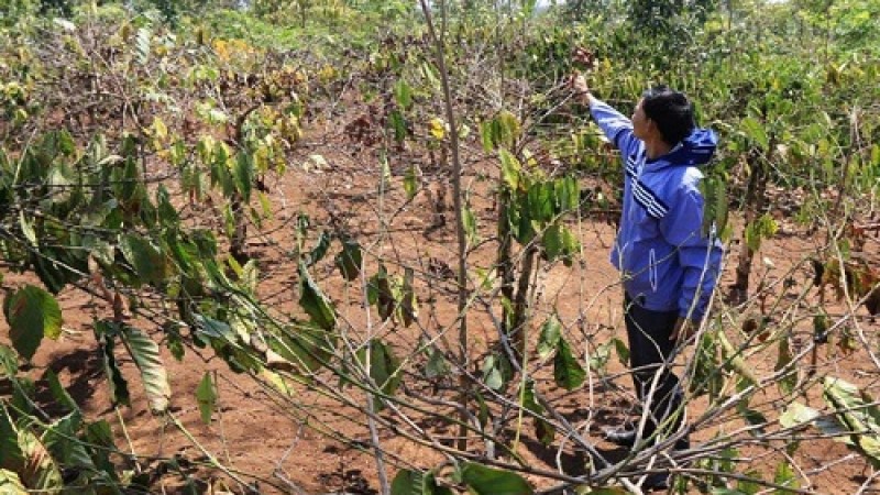 ĐẠI HẠN HÁN - CÀ PHÊ TÂY NGUYÊN MẤT MÙA