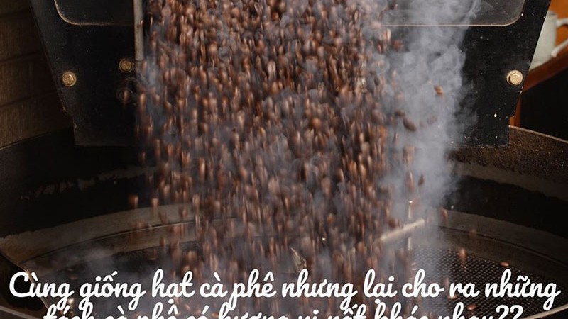 Cùng giống hạt nhưng lại cho ra những tách cà phê có hương vị khác nhau?