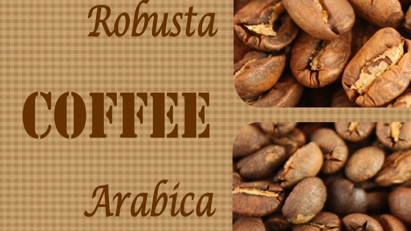 Màu sắc & mùi vị của ly cà phê từ hạt Arabica & Robusta khác nhau như thế nào?