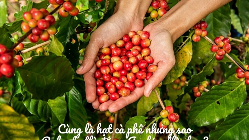 Robusta thì đắng, Arabica thì chua?