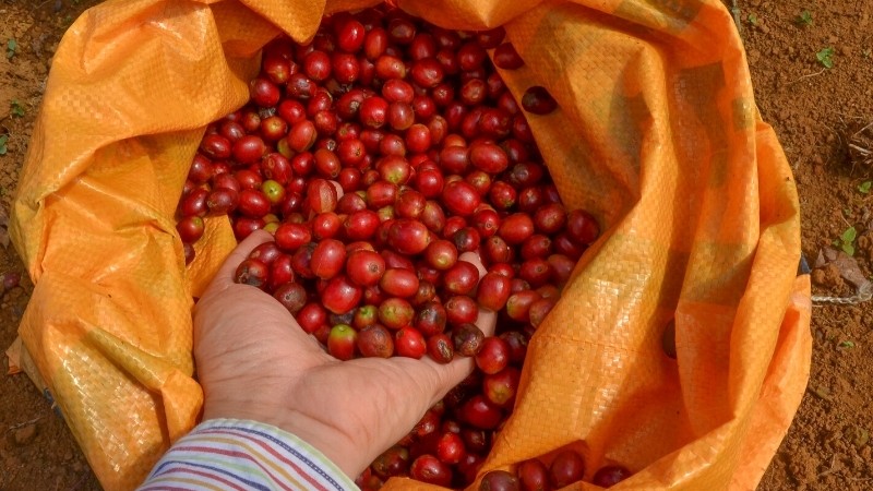 Cà phê Arabica Lâm Đồng ngon số Dzach!