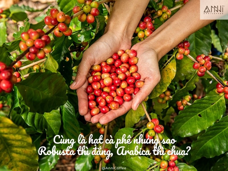 Robusta thì đắng, Arabica thì chua?