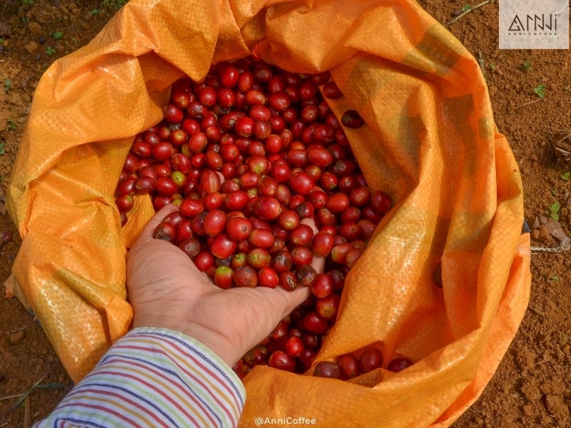 Cà phê Arabica Lâm Đồng ngon số Dzach!